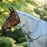Amigo Integrated Fly Sheet by Horseware Ireland
