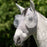 Horseware Defense Flymask by Horseware Ireland