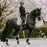 Kentucky Horsewear Houndstooth Dressage Saddle PadKentucky Horsewear Houndstooth Dressage Saddle Pad