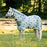 A grey pony wearing the Horseware Ireland Amigo Bug Rug Plus Pony fly sheet in a dragonfly print