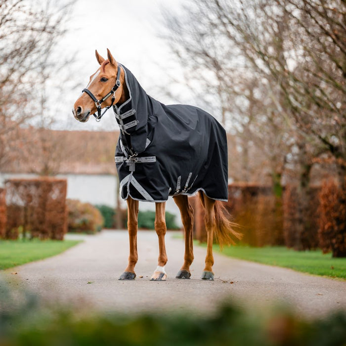 Horse wearing a black rug standing on a path with trees in the background
