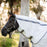 Amigo Summer Sheet Plus by Horseware Ireland