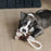 Kentucky Horsewear Cotton Rope Ball Dog Toy