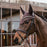 Kentucky Horsewear Fly Veil Wellington Soundless - Large Brown