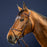 Dyon D Collection X-Fit Bridle Brown