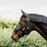 Kentucky Horsewear Control Halter Replacement Neck Piece