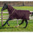 Amigo Hero Plus 600D Ripstop 100g Rug by Horseware Ireland