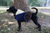 Kentucky Horsewear Dog Coat 160g lining