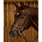 Dyon Working Collection Flat Leather Bridle with Snap Hooks on liver chestnut