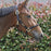 Kentucky Horsewear Nylon Control Halter on horse