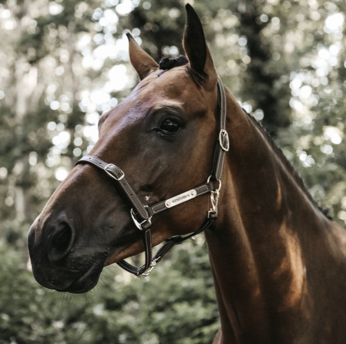Kentucky Horsewear Synthetic Flexible Halter on horse